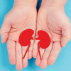 illustration kidneys