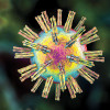 Herpes Virus