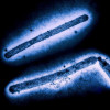 Three influenza A (H5N1/bird flu) virus particles (rod-shaped)