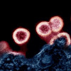 Transmission electron micrograph of HIV-1 virus particles (red) budding and replicating from a segment of a cell (blue).