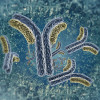 Antibodies illustration
