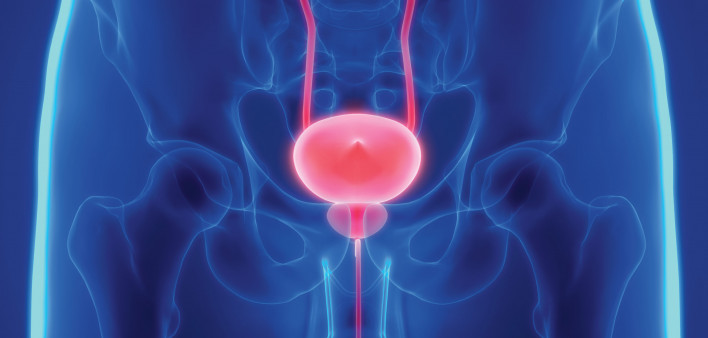 prostate bladder illustration