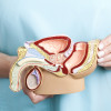 Male reproductive system