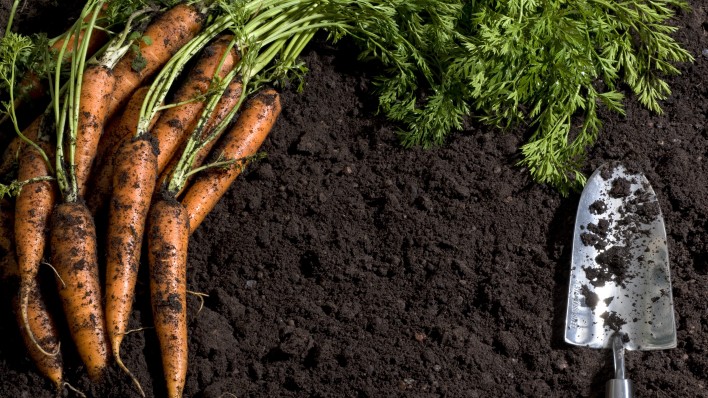 freshly pulled carrots laying on dirt
