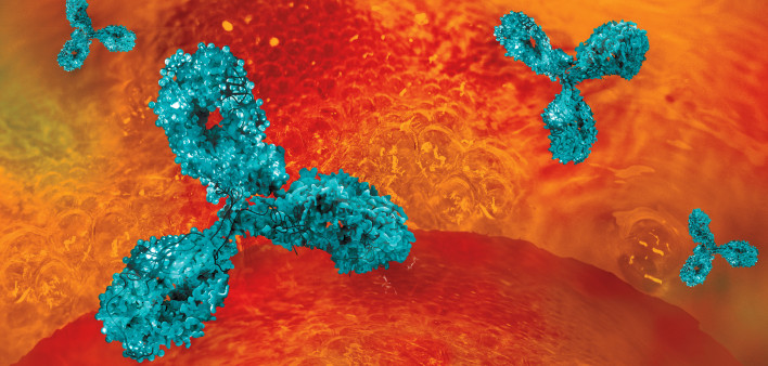 Antibodies