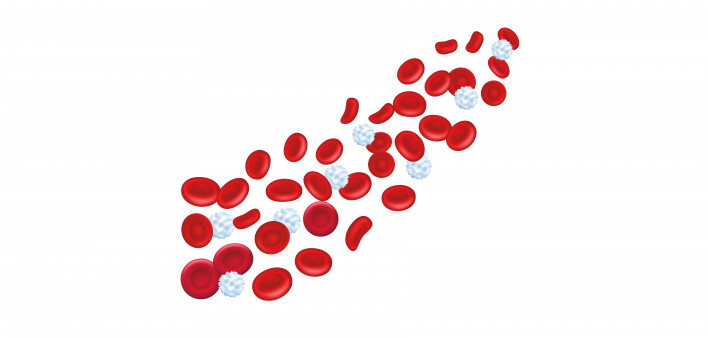 blood cells red blood cells white blood cells
