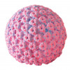 HPV human papillomavirus