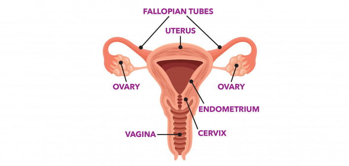 female reproductive system
