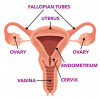female reproductive system