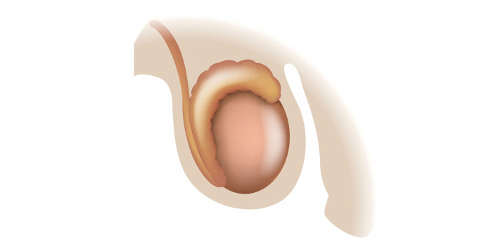 illustration male reproductive system penis testies