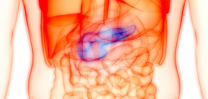 Human Internal organ Pancreas Anatomy