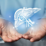 Hepatologist doctor, liver specialist. Aesthetic handdrawn highlighted illustration of human liver.