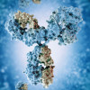 Antibodies