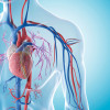 Male arteries and veins stock photo