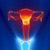Female reproductive system