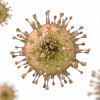 Cytomegalovirus