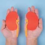 hands holding paper illustrations of kidneys