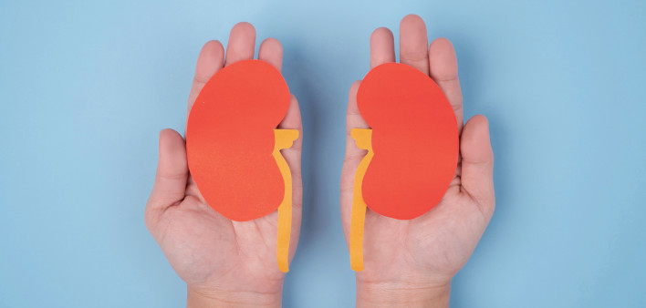 hands holding paper illustrations of kidneys