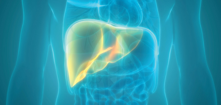 illustration of torso and liver
