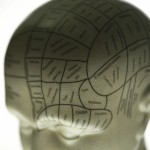 Phrenology Head