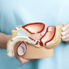 Male reproductive system