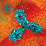 Antibodies