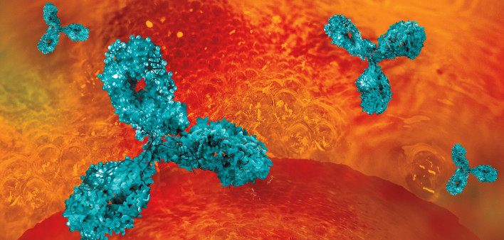 Antibodies