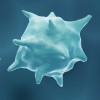 macrophage