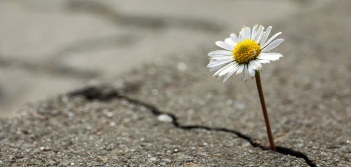 daisy