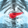 The pancreas produces enzymes that help digest food. Cells within the organ also produce the hormones insulin and glucagon, which control blood sugar levels.