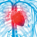 3d rendered illustration of the human vascular system human heart