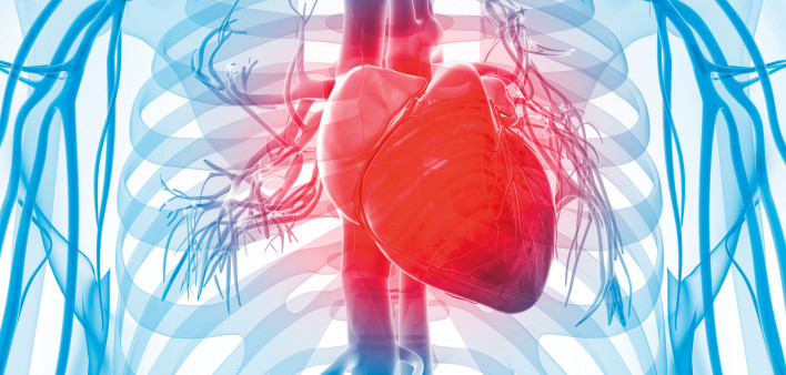 3d rendered illustration of the human vascular system human heart
