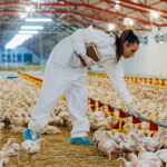 veterinarian examining chicken in farm