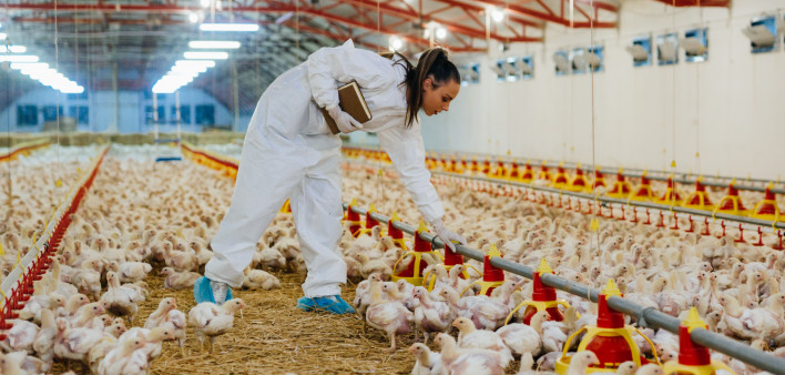 veterinarian examining chicken in farm