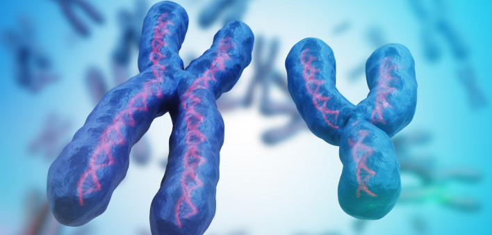 X and Y chromosomes.