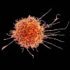 Natural killer cell