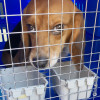 Rescued research beagles