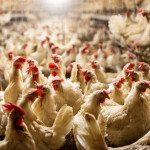 interior of chicken farm with many white chickens