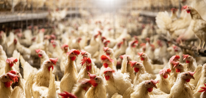 interior of chicken farm with many white chickens