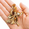 hand and mushrooms
