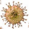 CMV Virus