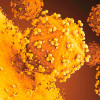 hiv particle