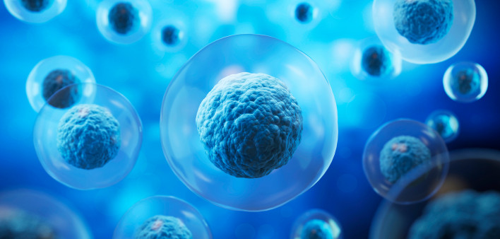 stem cells