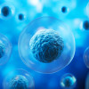 stem cells