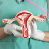 Female reproductive system