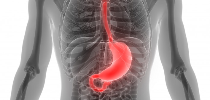 esophagus, throat, stomach, gastric, digestive tract