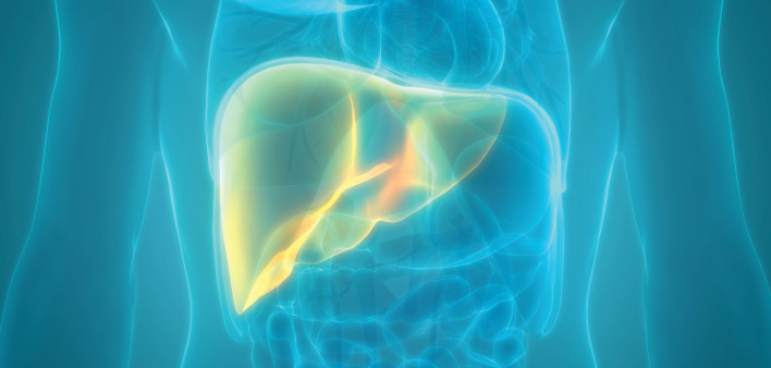 illustration of torso and liver