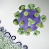 colorized 3D print of an HIV virus particle (purple with green surface proteins) and a background image that is a colorized transmission electron micrograph of HIV virus particles (purple) budding and replicating from an H9 T cell (green).