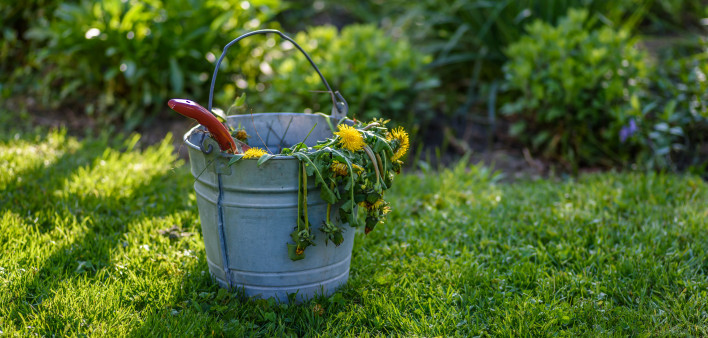 dead dandelions in bucket