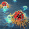 Cancer cells and lymphocytes